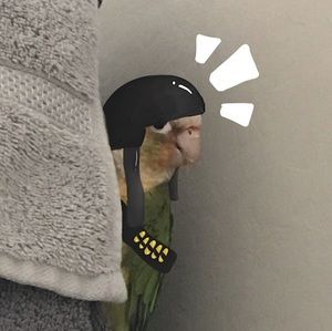 Meet your Posher, Rmbear